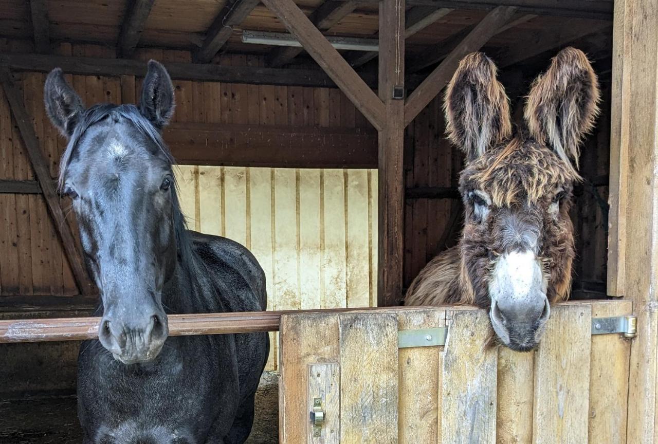 Lana Salta Alpakas - Gemuetliche Ferienwohnungen Auf Dem Bauernhof Murrhardt Extérieur photo